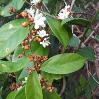 Erycibe paniculata Roxb.